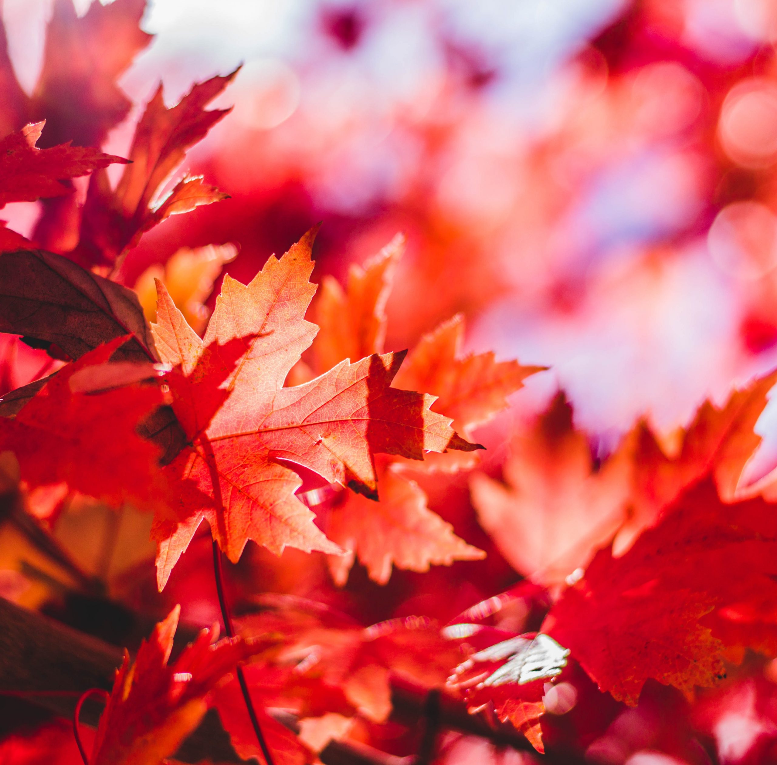 jeremy-thomas-Qw2CUd_9OWo-unsplash copie